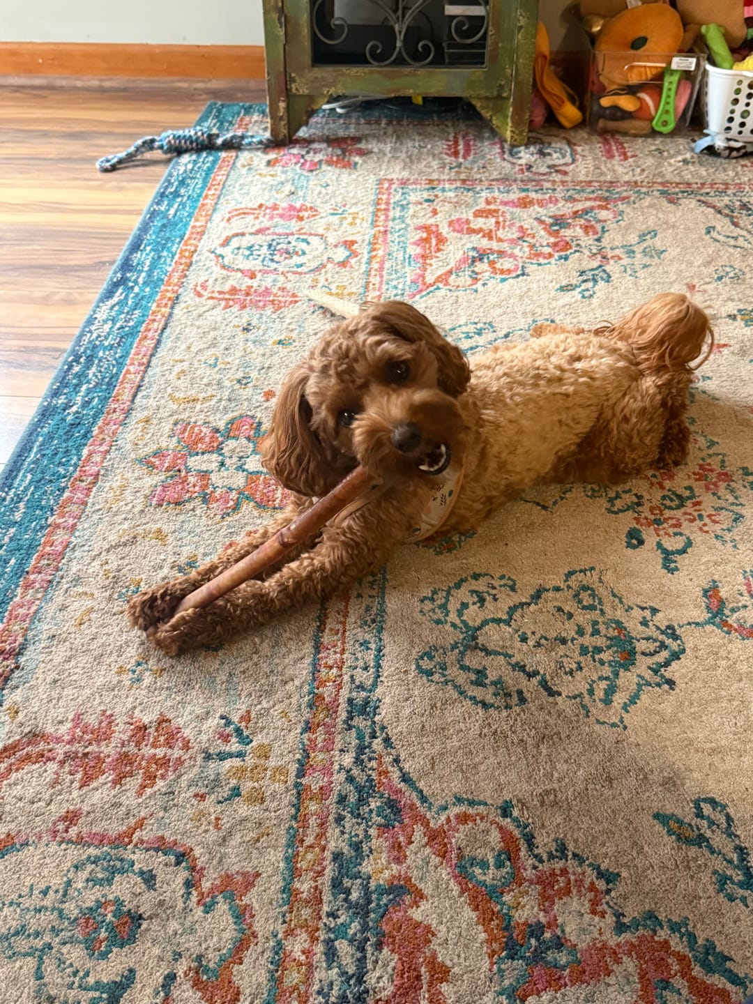 Customer photo review of Bully Sticks