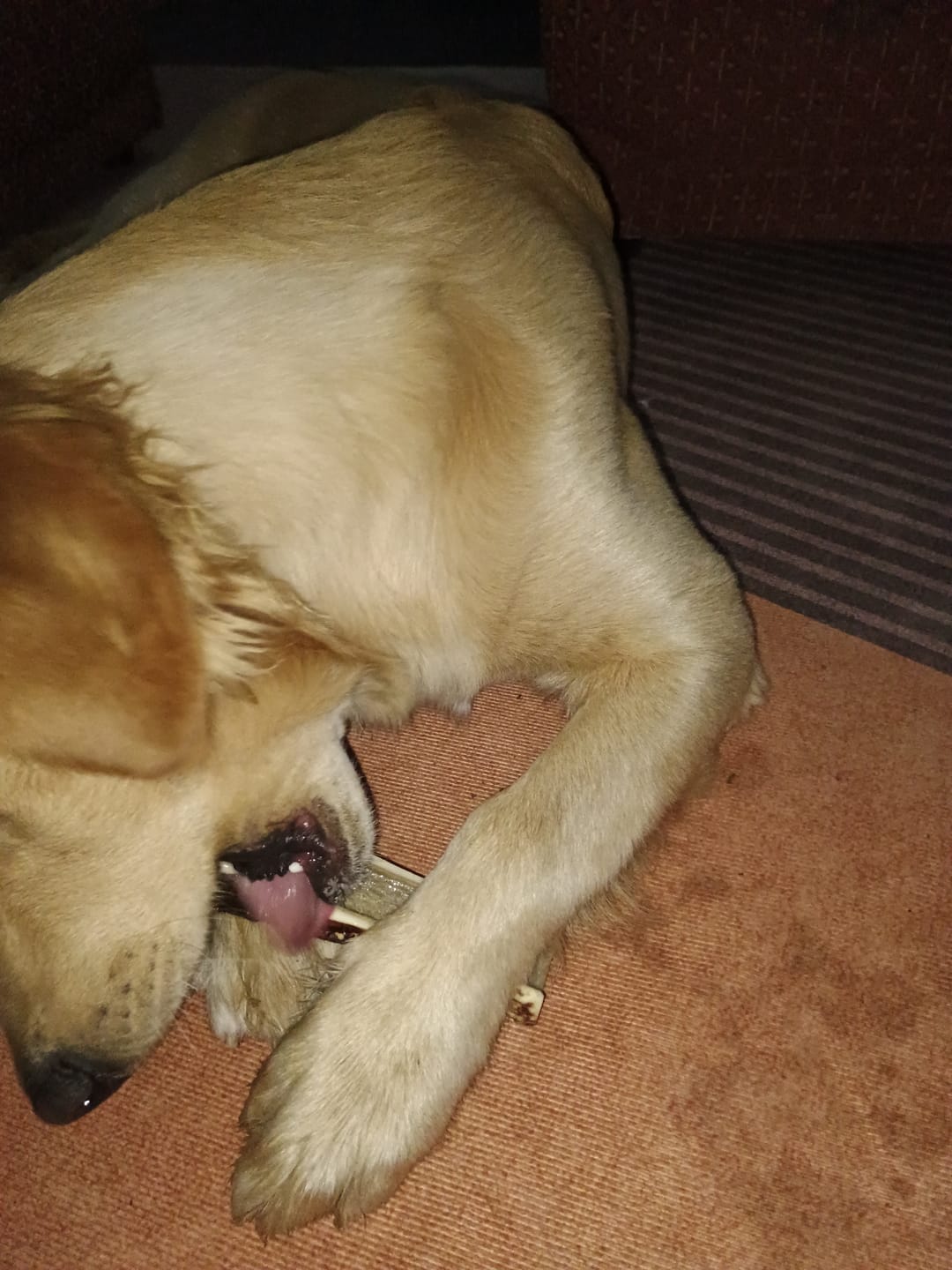 Customer photo review of Asta de ciervo para perros - Principiante: Para cachorros o mordedores pasivos