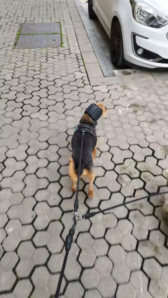 Customer photo review of DogCalm™ Orejeras con cancelación de ruido