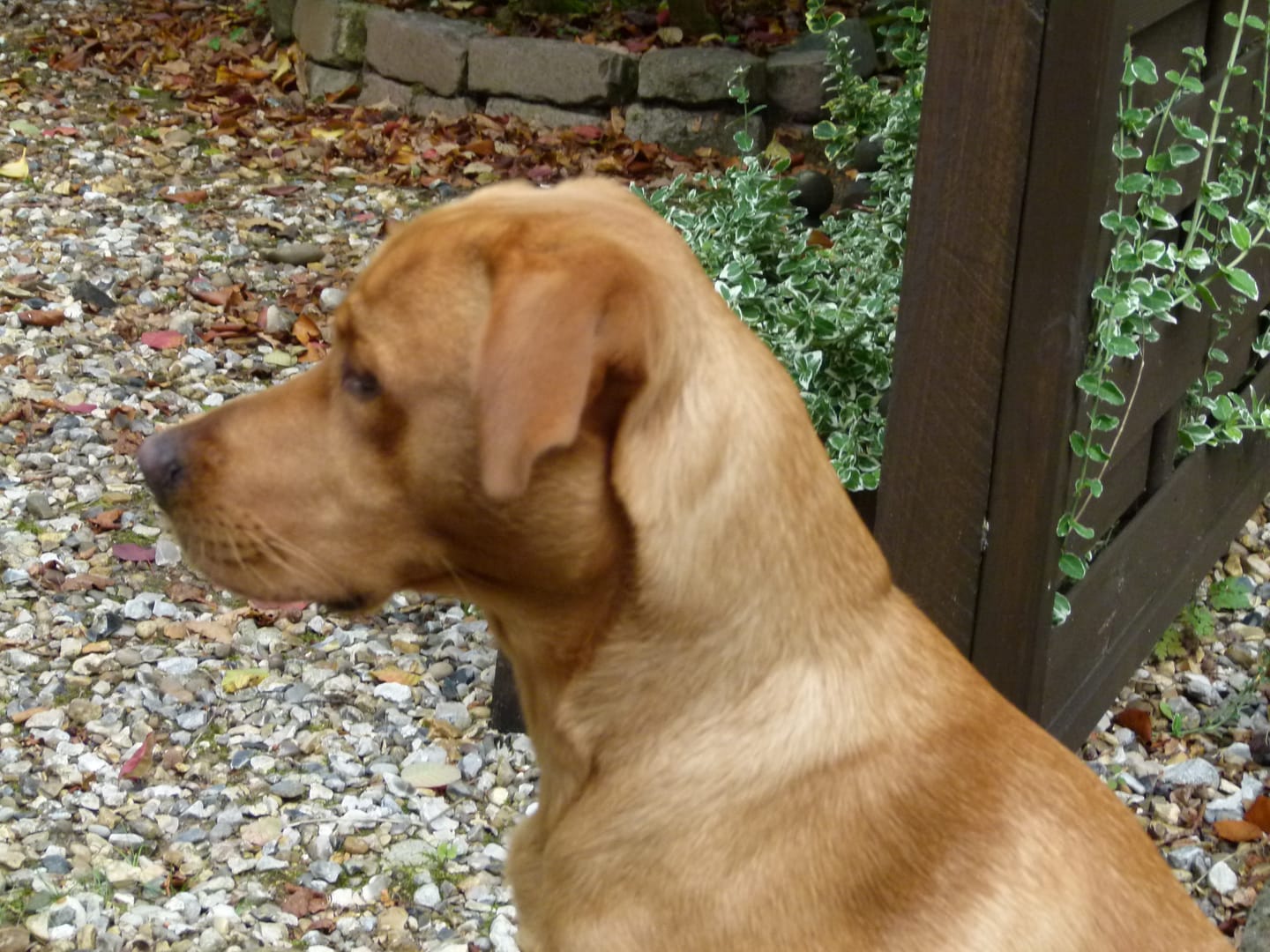 Customer photo review of Original Beef - Adult Dry Dog Food 15Kg