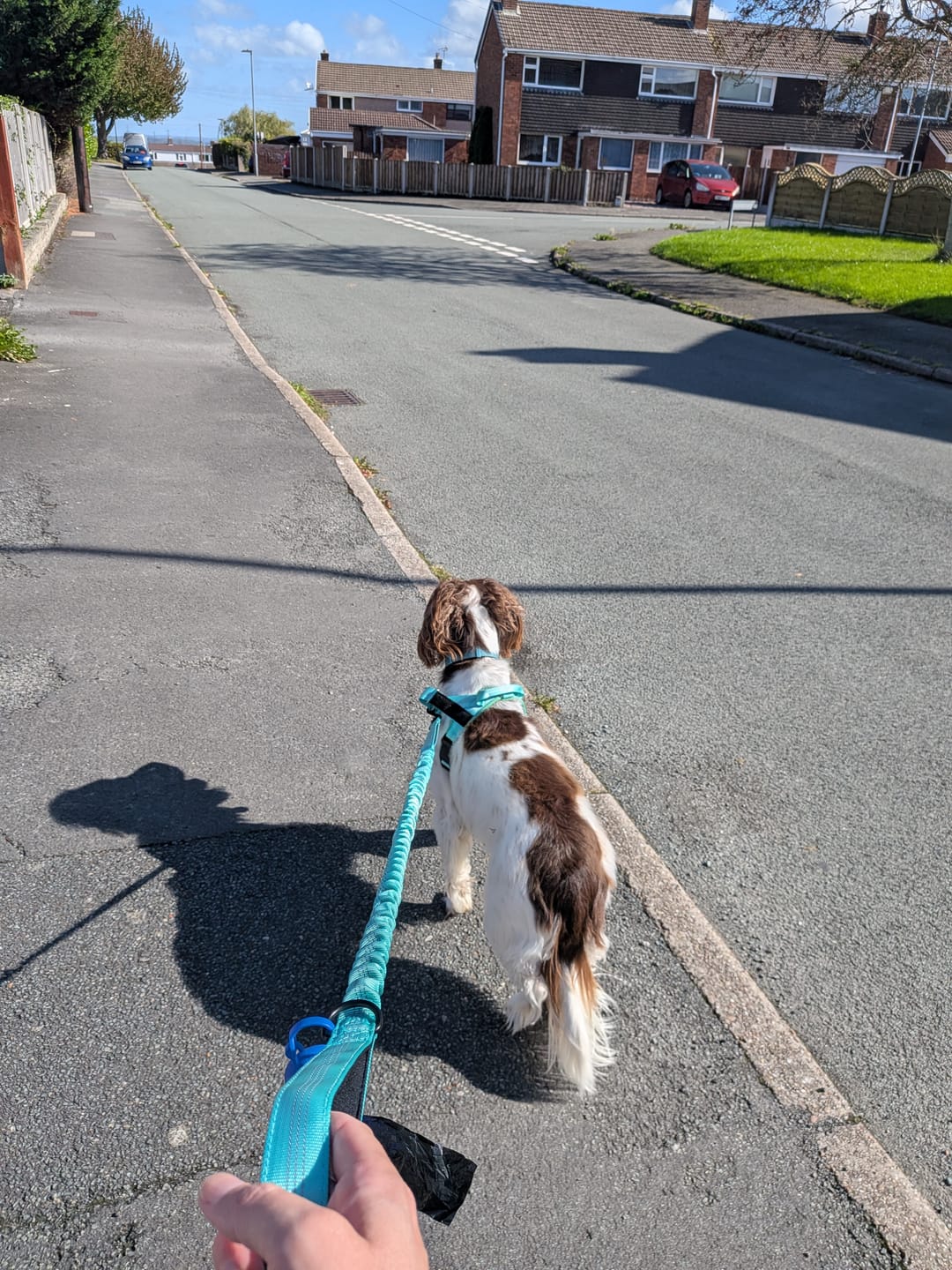 Customer photo review of Extra No-Pull Harness & Free Bungee Lead