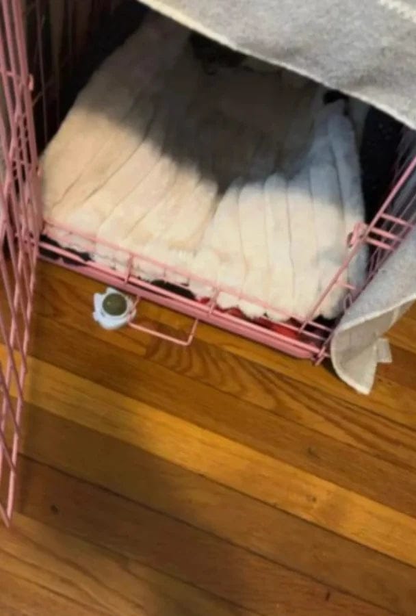 Customer photo review of Tapis chauffant auto-chauffant pour animaux de compagnie