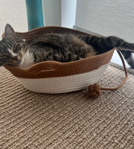 Customer's tabby cat curled up sleeping inside the brown and white Instinct Basket on a carpeted floor.