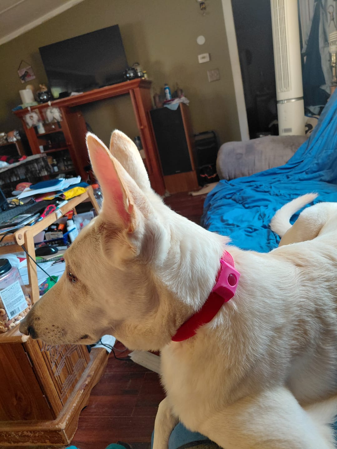 Customer photo review of FurLife™ - 12 Months All Natural Flea and Tick Tags for Dogs