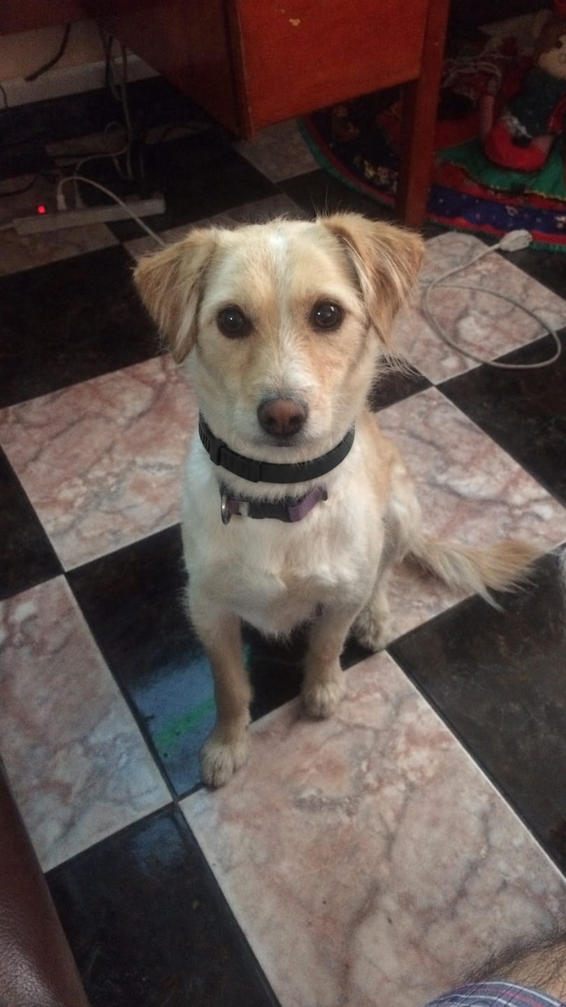 Customer photo review of Arrullo® Collar Calmante
