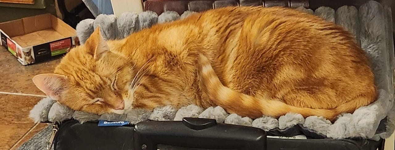 Customer photo review of Tapis chauffant auto-chauffant pour animaux de compagnie
