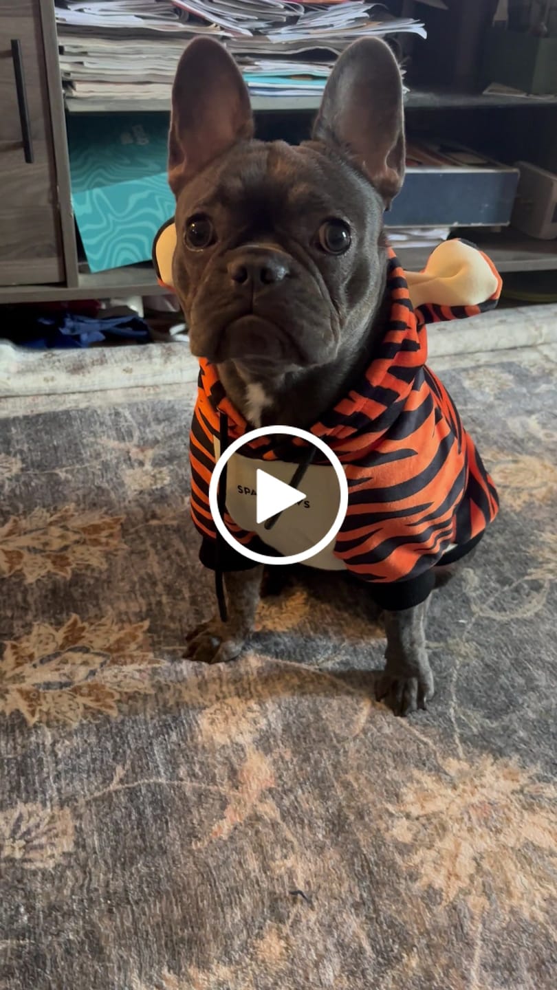 Customer video review of Halloween Dog Hoodie - Tiger