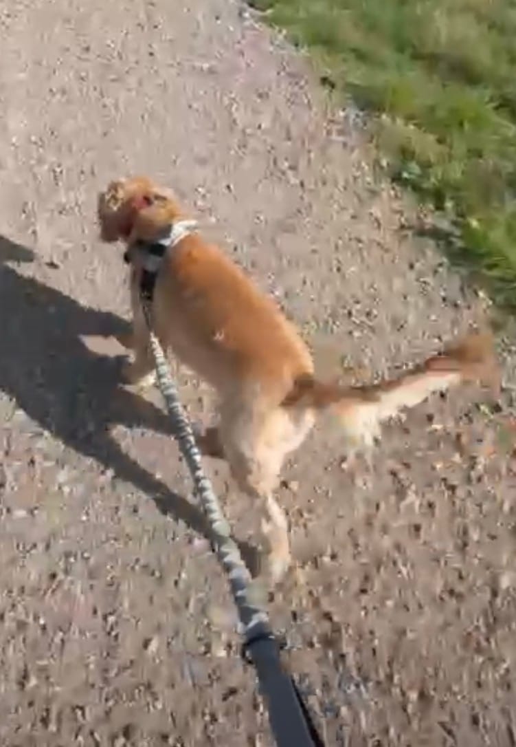 Customer photo review of ParoPet No Pull Dog Harness