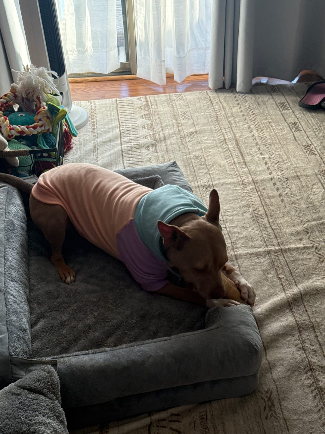 Customer photo review of Cotton Candy Dog Hoodie