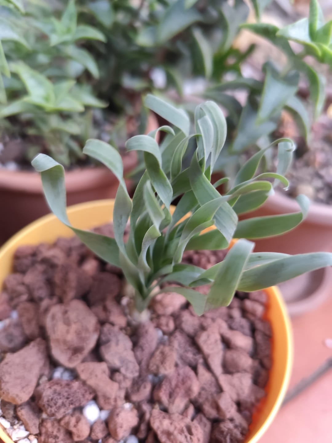 Customer photo review of Albuca Concordiana