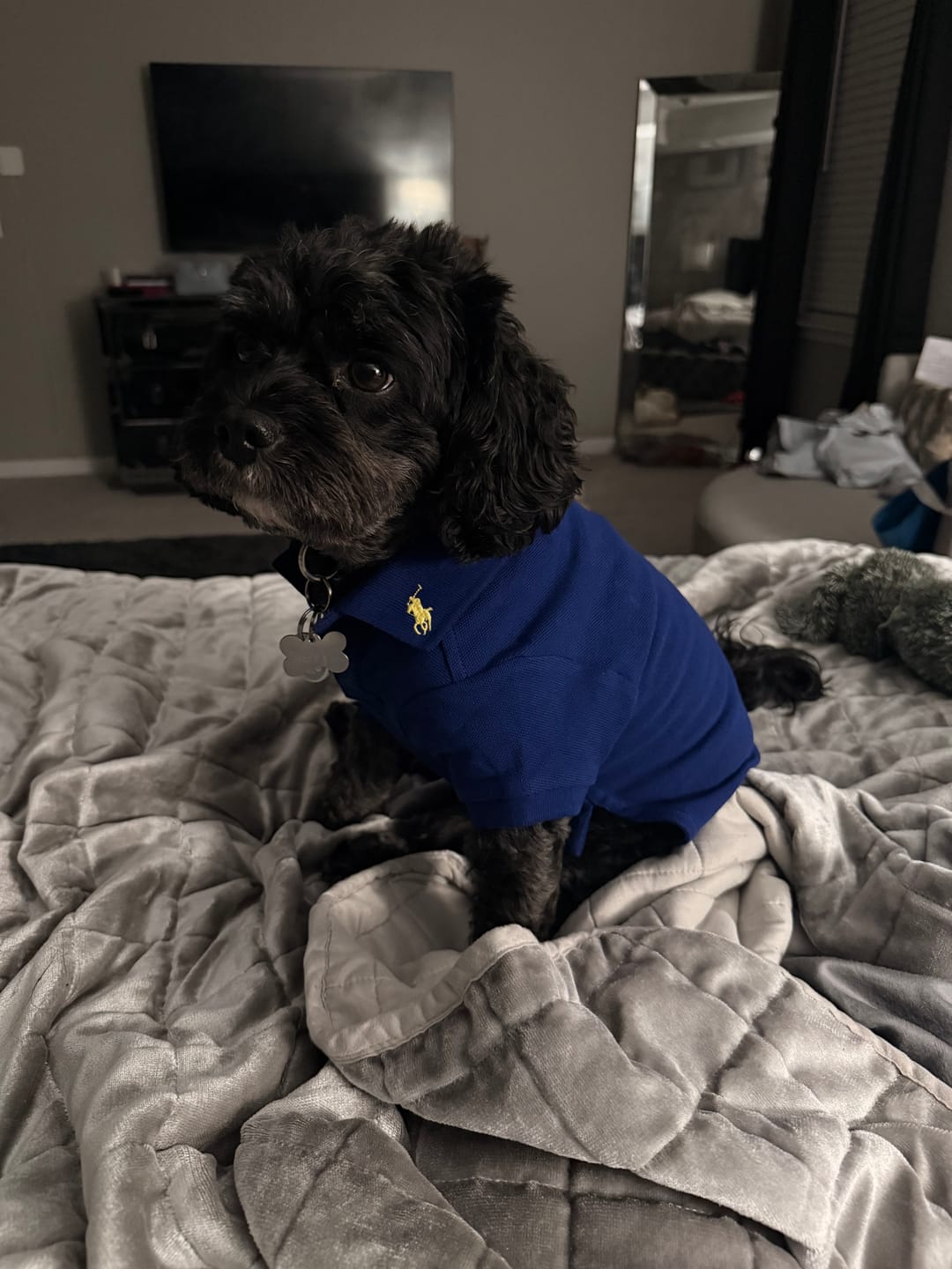 Customer photo review of Polo Ralph Lauren Cotton-Mesh Dog Polo Shirt