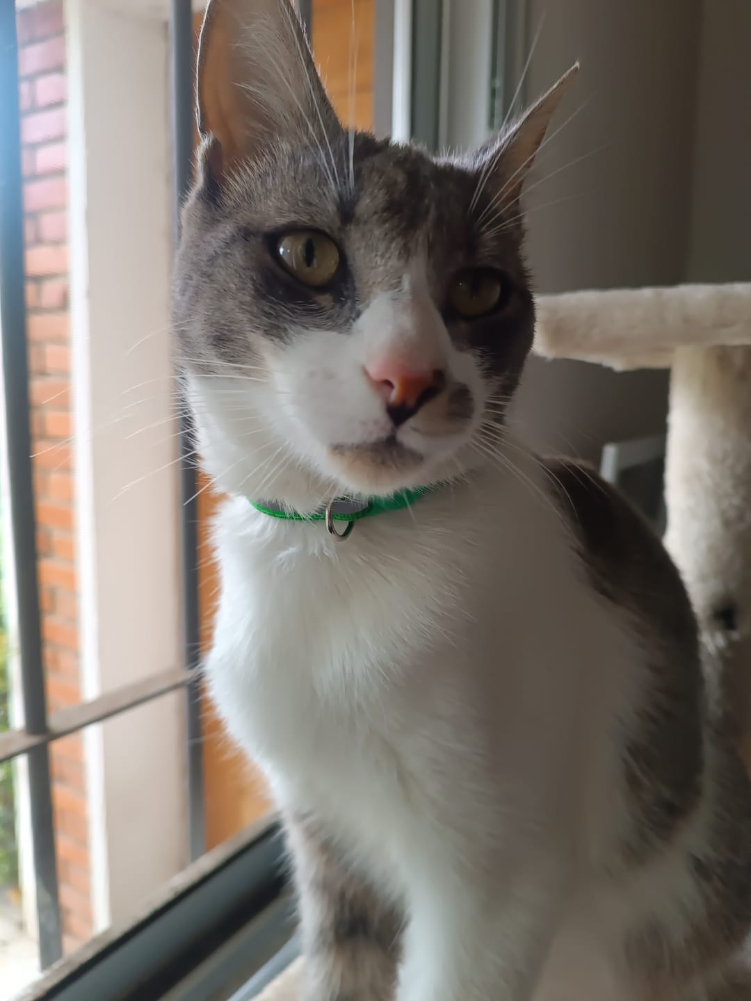 Customer photo review of Pack x3 Collares Remachados para Gato