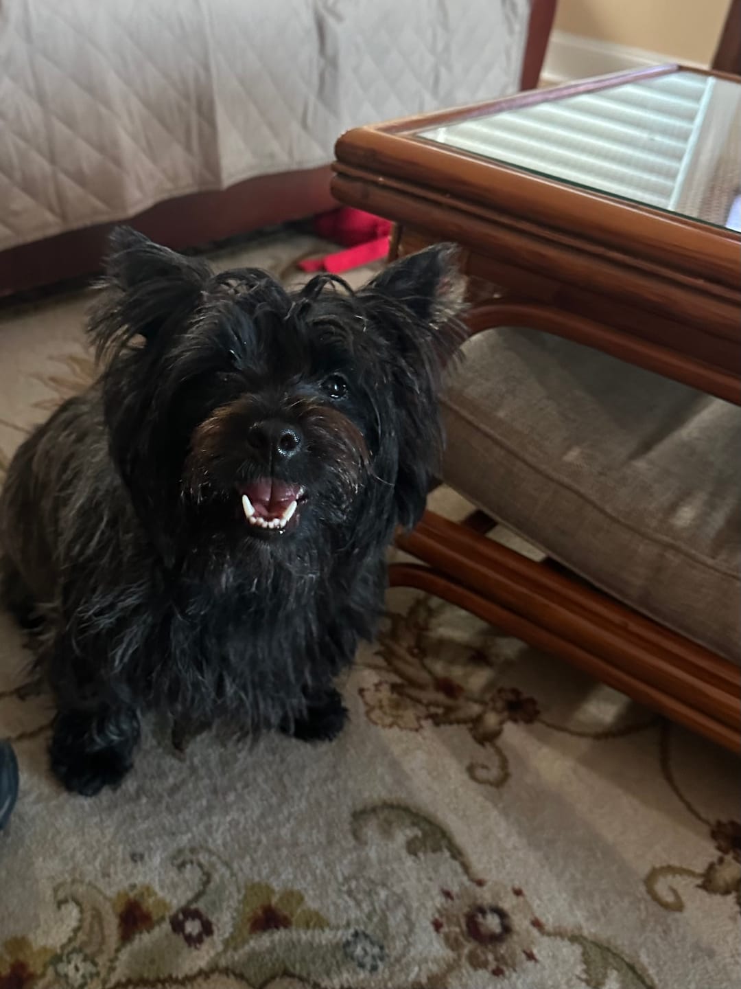Customer photo review of HealthyMouth® Water Additive For Dogs (Clinically Proven, VOHC Accepted)