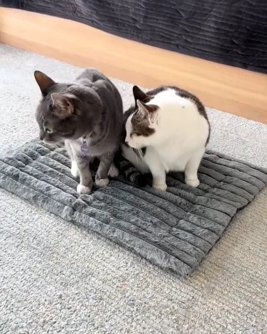 Customer photo review of Tapis chauffant auto-chauffant pour animaux de compagnie
