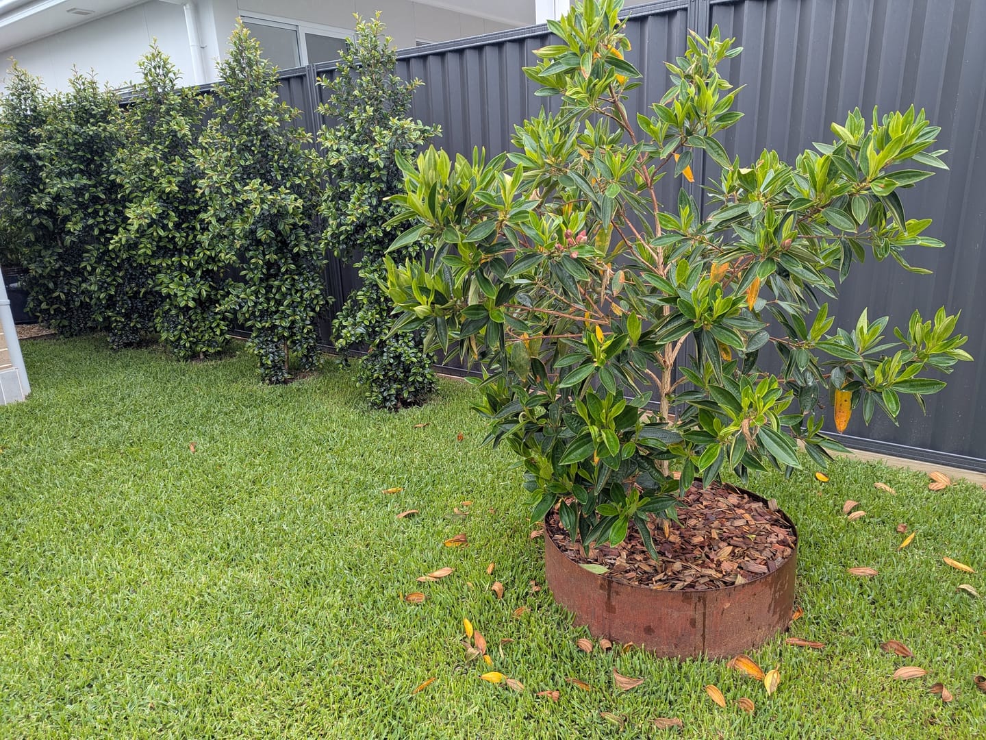 Customer photo review of Alstonville Tibouchina - Tibouchina lepidota 'Alstonville'