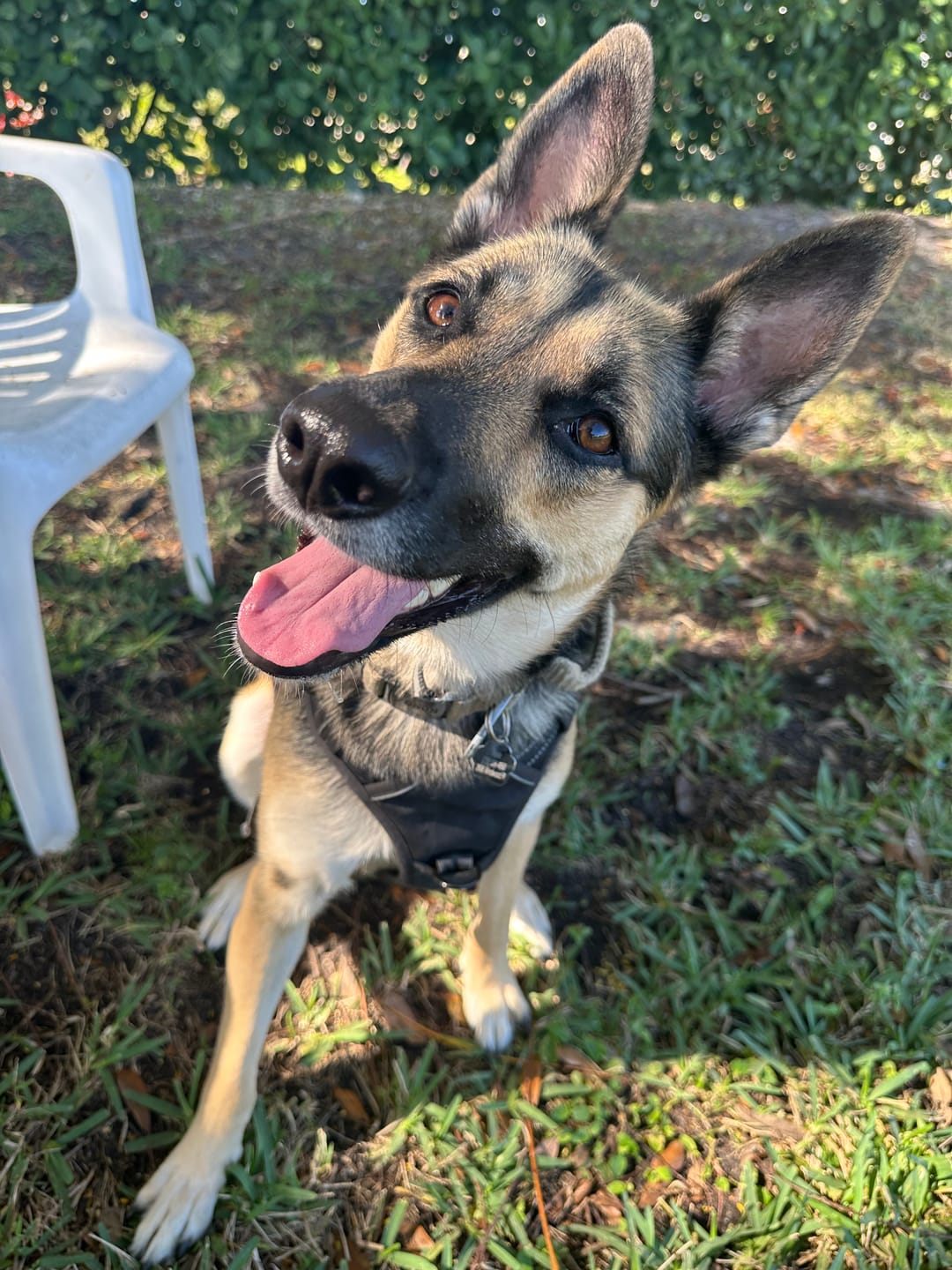 Customer photo review of FurLife™ - 8 Months All Natural Flea and Tick Collar for Dogs