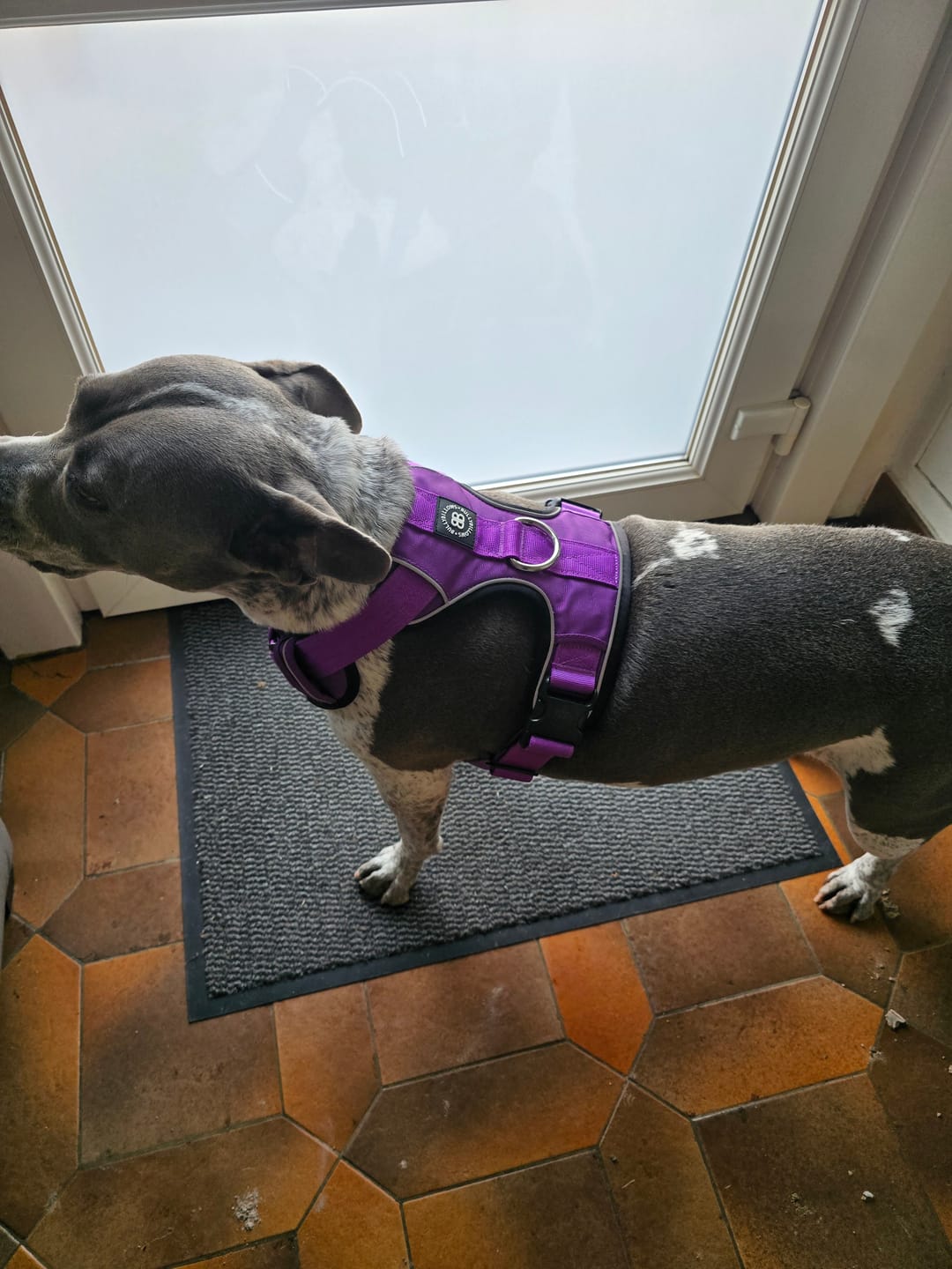 Customer photo review of Comfort Premium Harness | Non Restrictive - Purple