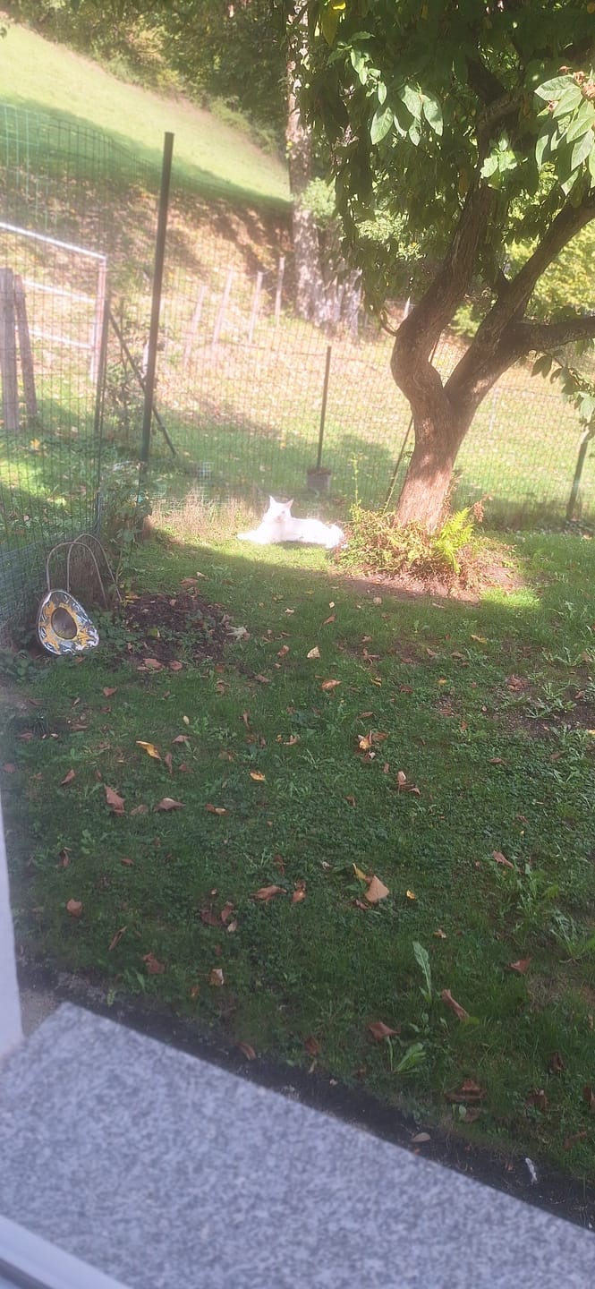 Customer photo review of Naturreines Katzenstreu