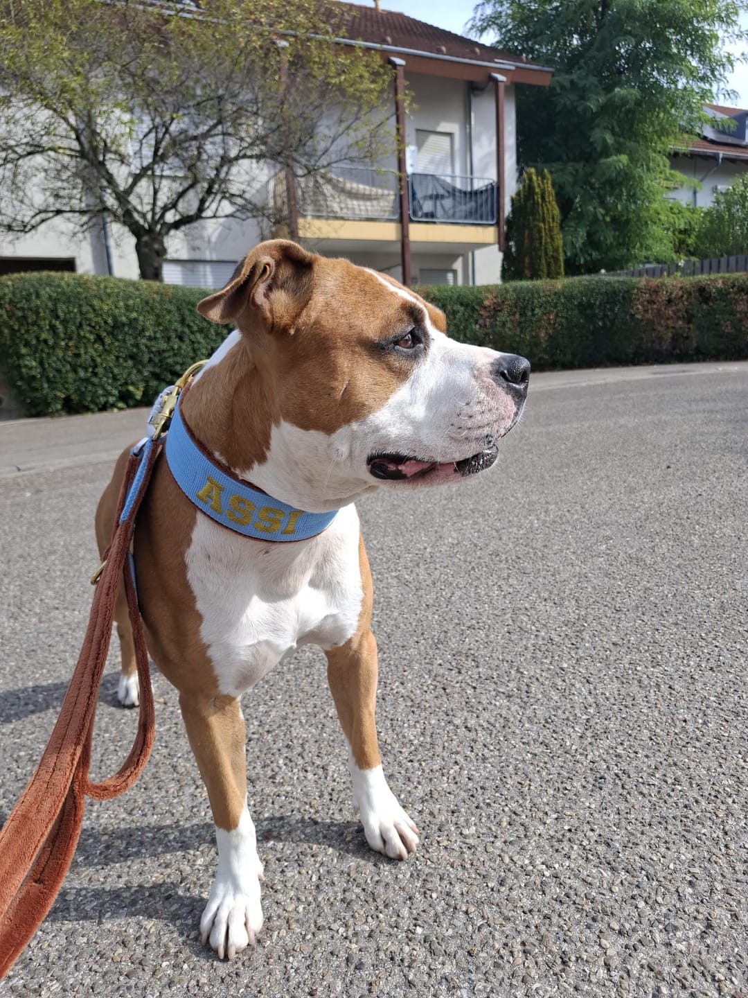 Customer photo review of Hundhalsband med namn