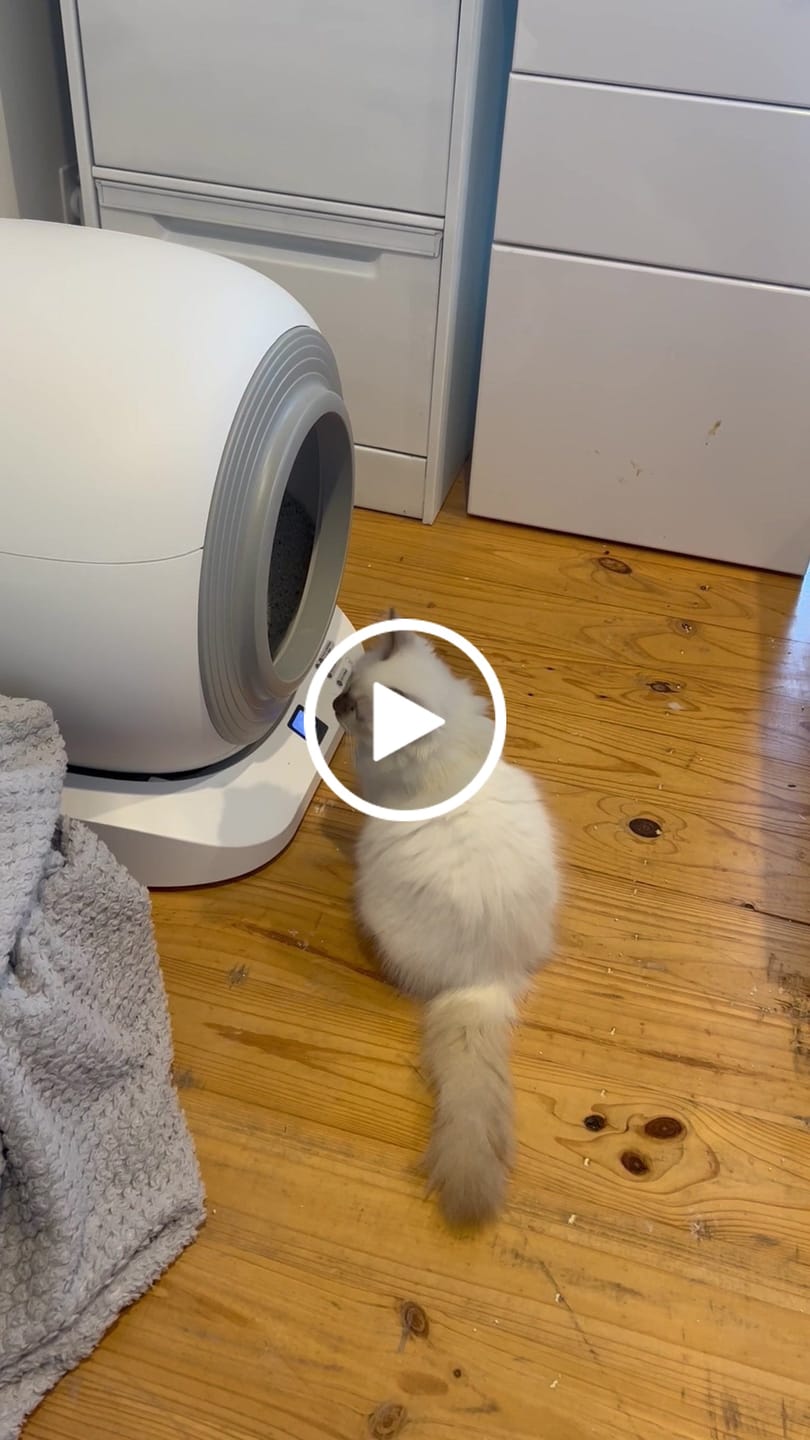 Customer video review of ClearCat Blanco Bentonite Cat Litter – Baby Powder 10L