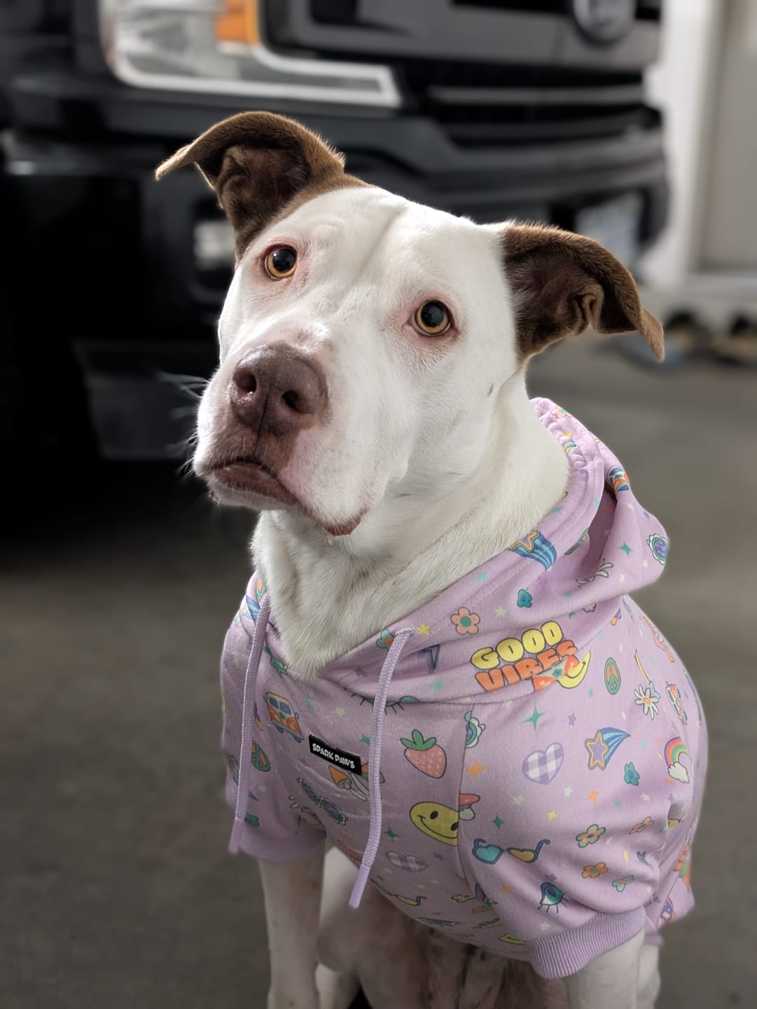 Customer photo review of Good Vibes Dog Hoodie - Purple