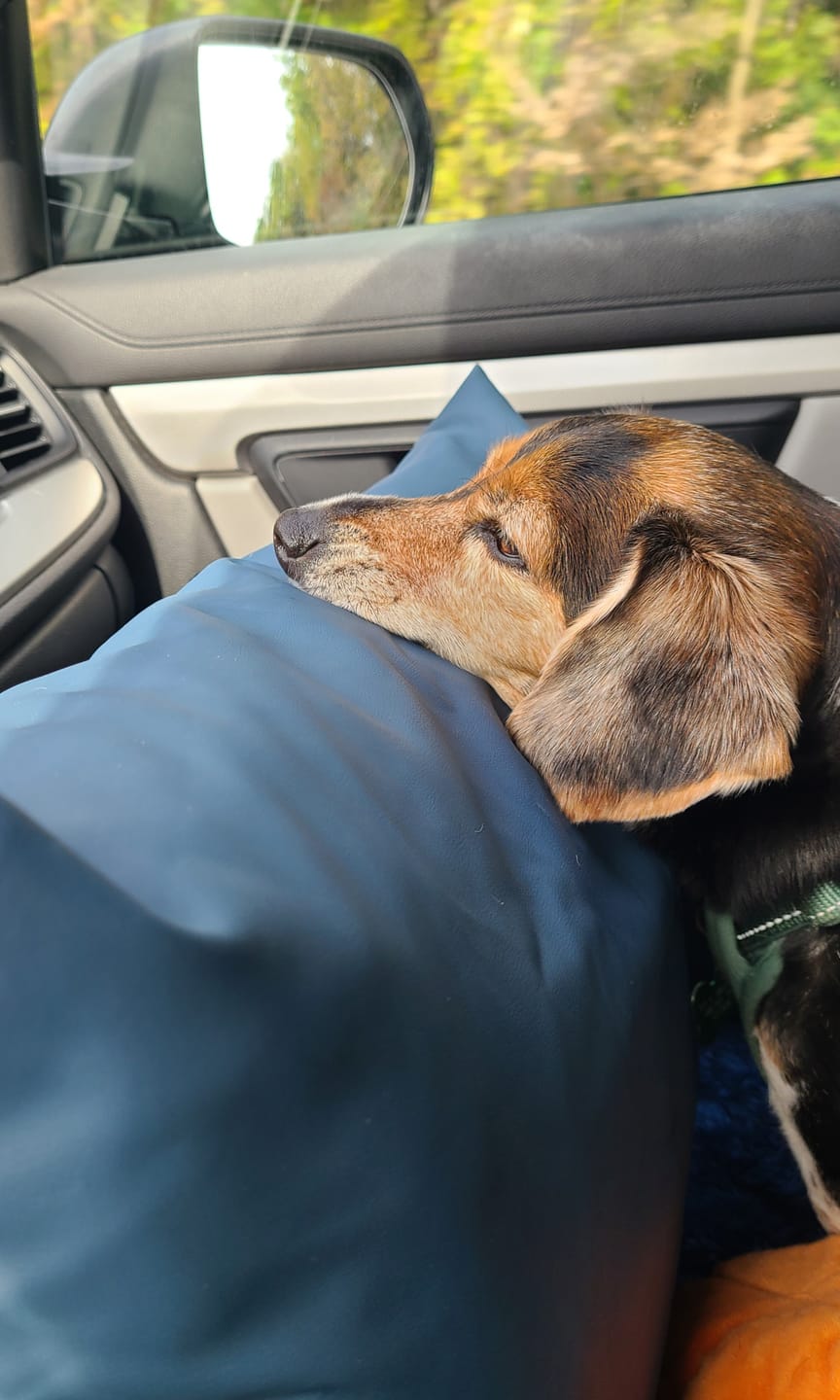 Customer photo review of Dog Dock V2 New With Latch Anchors PRE ORDER