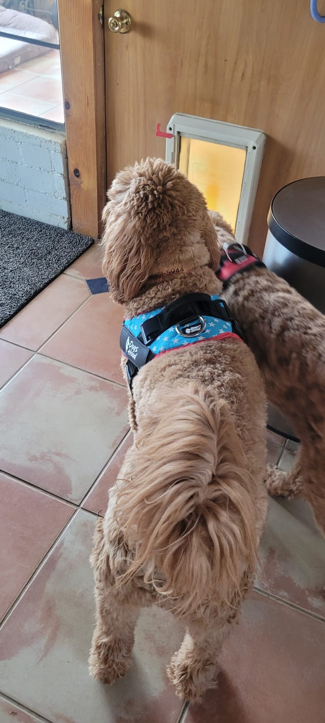 Customer photo review of Dogshood ™ No Pull Harness