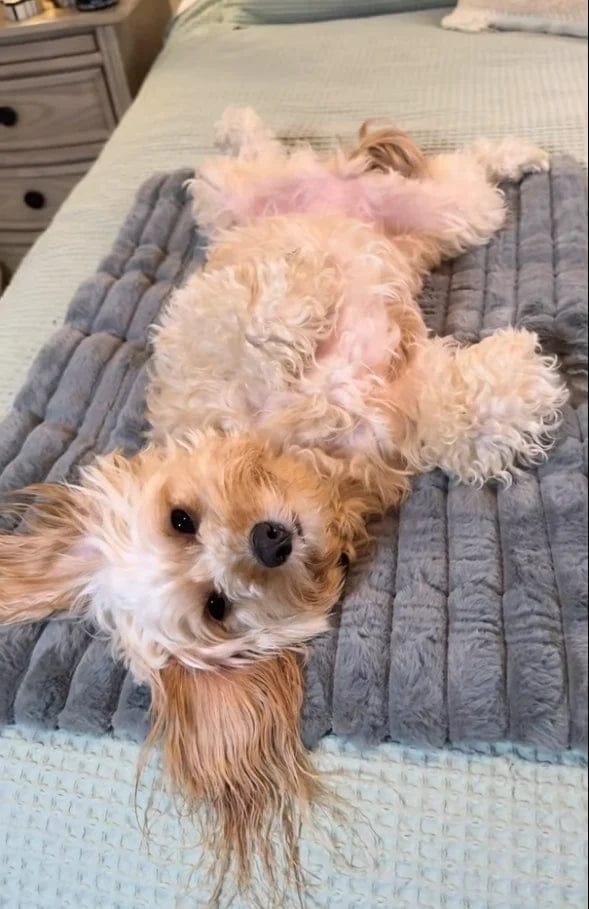 Customer photo review of Tapis chauffant auto-chauffant pour animaux de compagnie