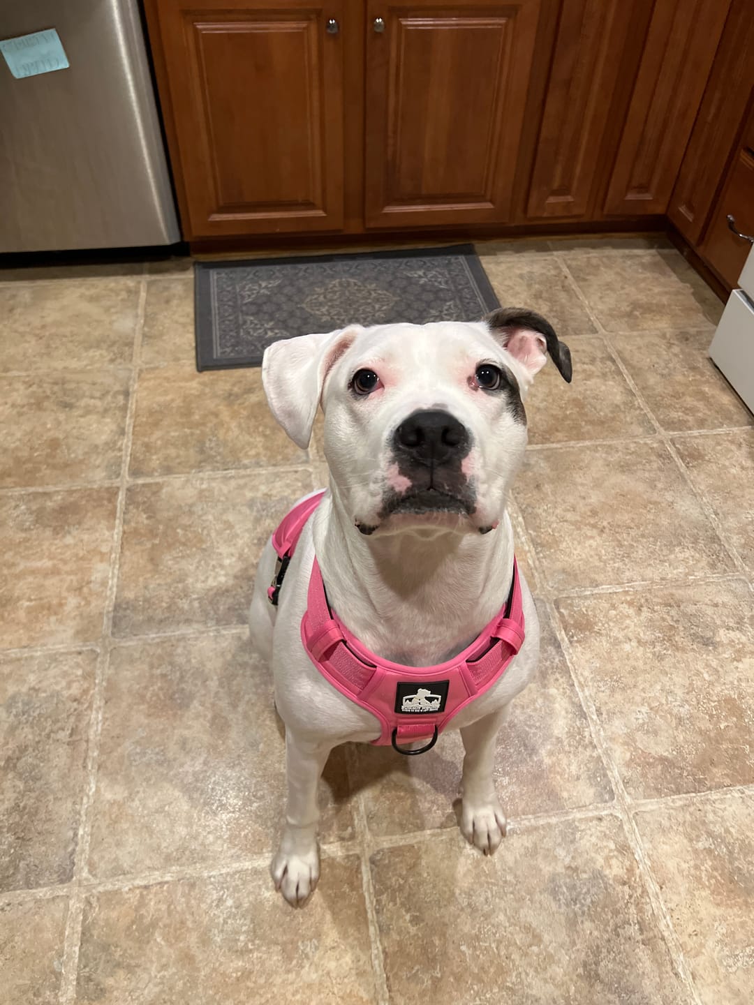 Customer photo review of No Pull Bully Proof Harness