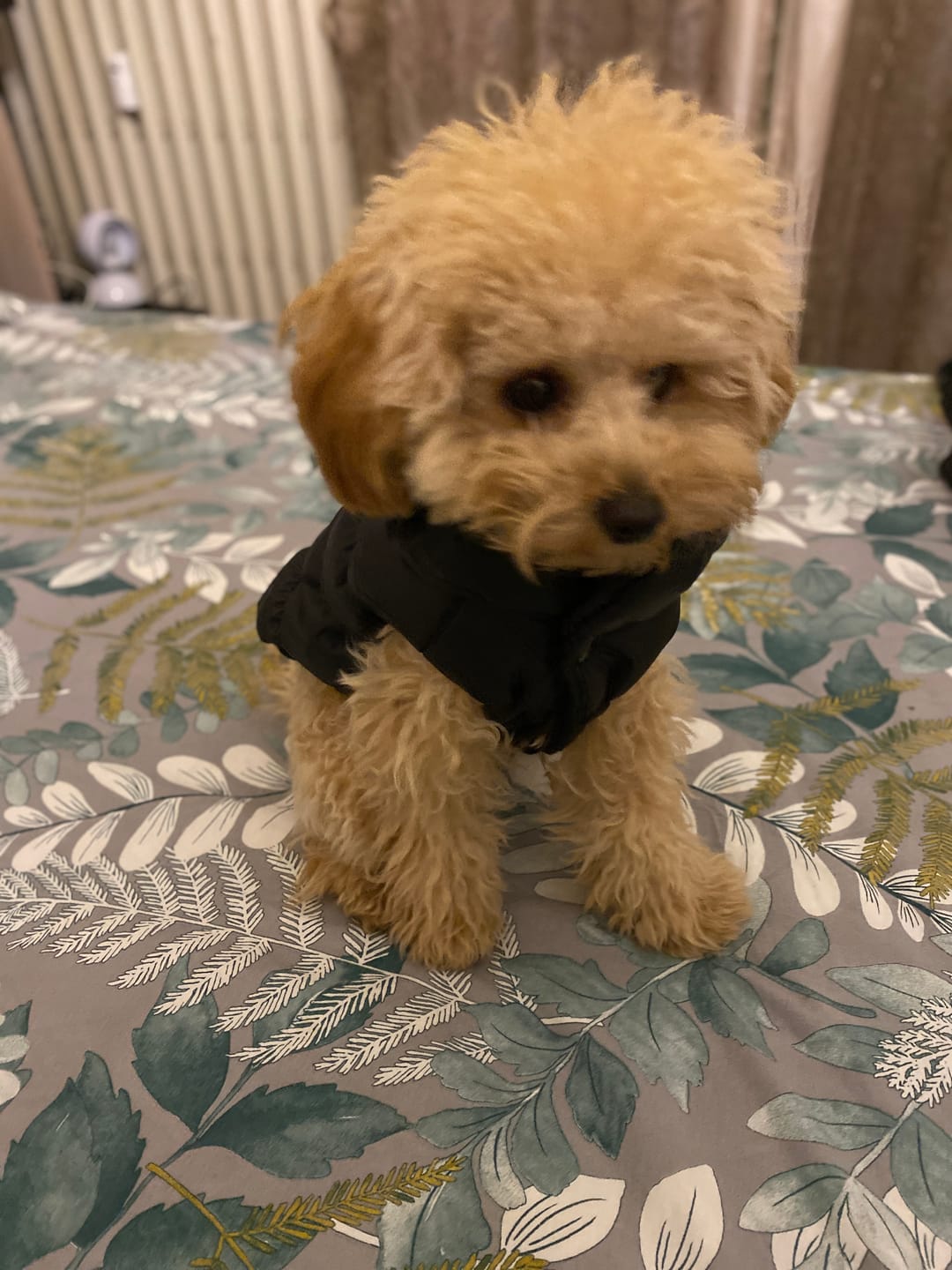 Customer photo review of Sweet Bomber