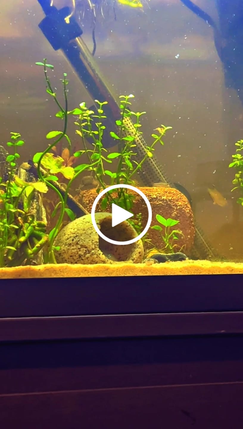 Customer video review of Freshwater Pom Pom Crab (Ptychognathus barbatus)