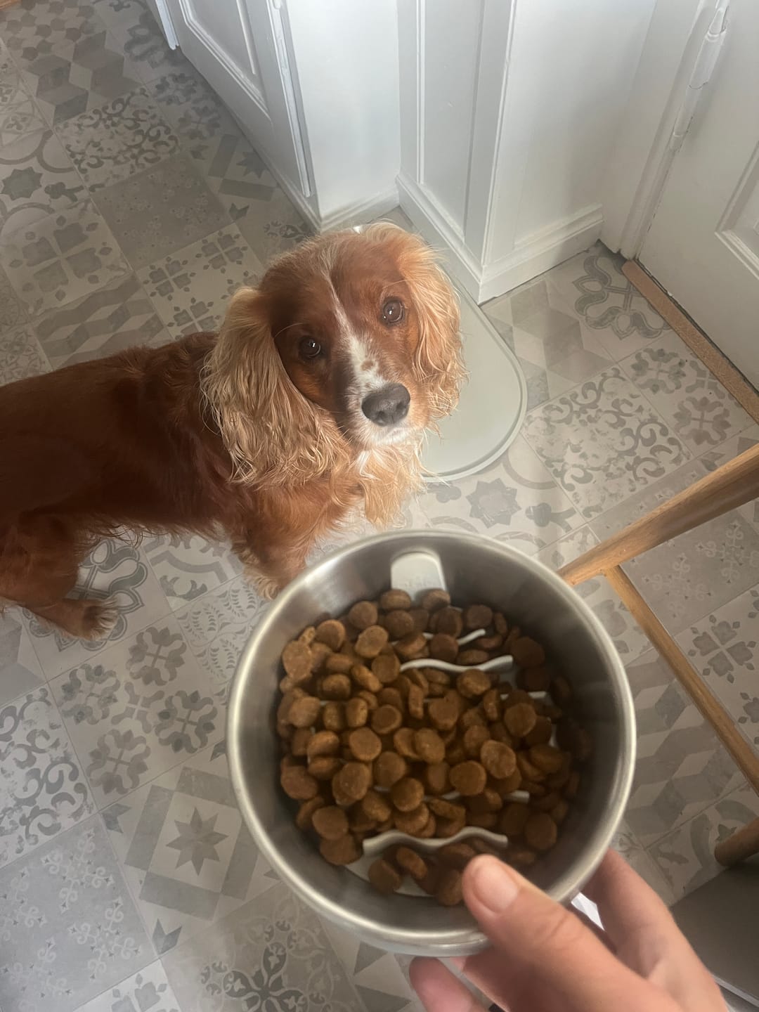 Customer photo review of DOG Copenhagen - Libra Slowfeeder, Coffee Cream