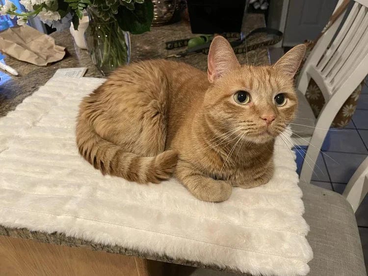 Customer photo review of Tapis chauffant auto-chauffant pour animaux de compagnie