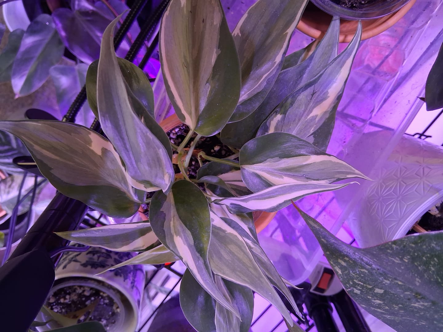 Customer photo review of Philodendron hederaceum 'Rio' - 3"
