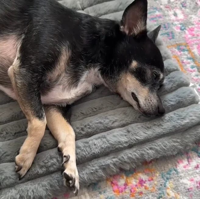 Customer photo review of Tapis chauffant auto-chauffant pour animaux de compagnie