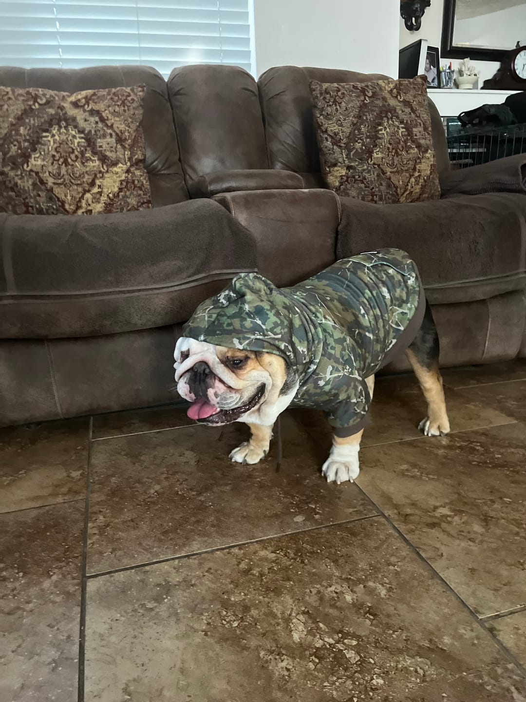 Customer photo review of Camo Dog Hoodies