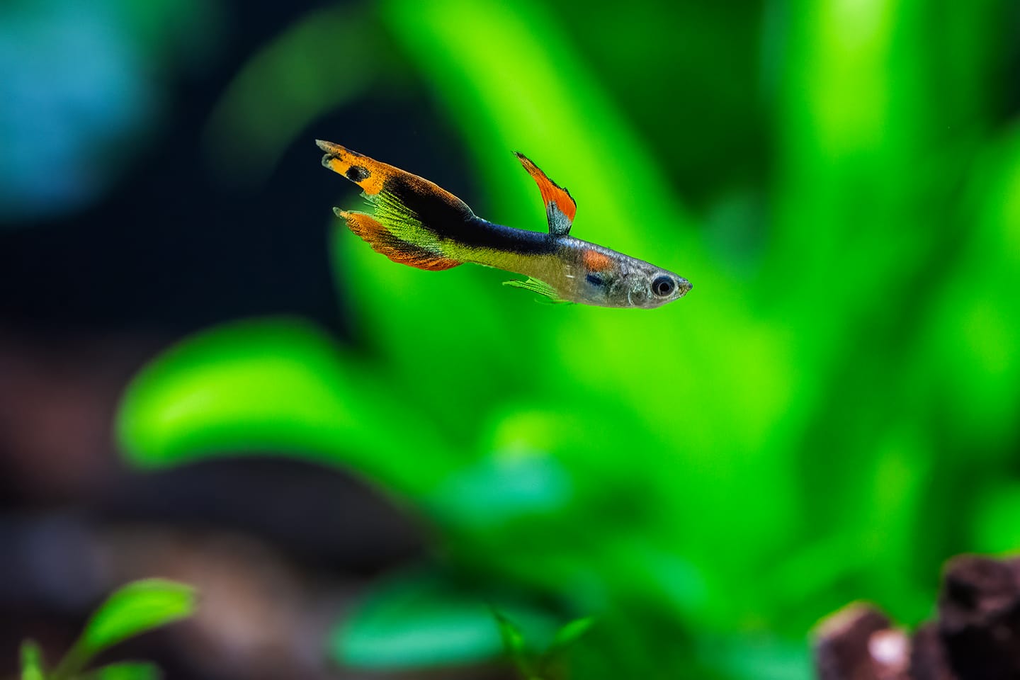 Customer photo review of Yellow Tux Endlers Livebearer (Poecilia wingei) (Males Only)