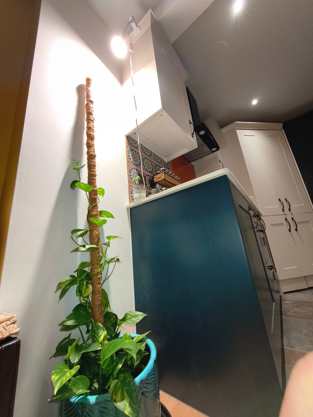 Customer photo review of Pianta Grow Light and Stelo Clip-On Bulb Holder Bundle