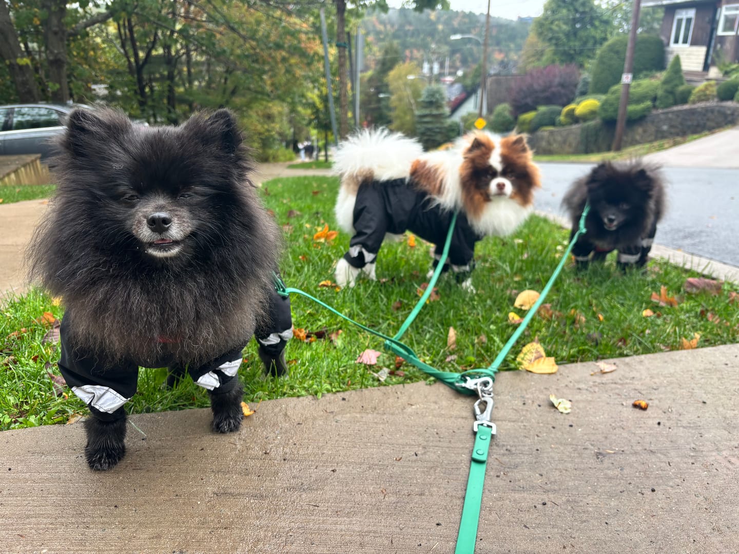 Customer photo review of Solace Waterproof Leash