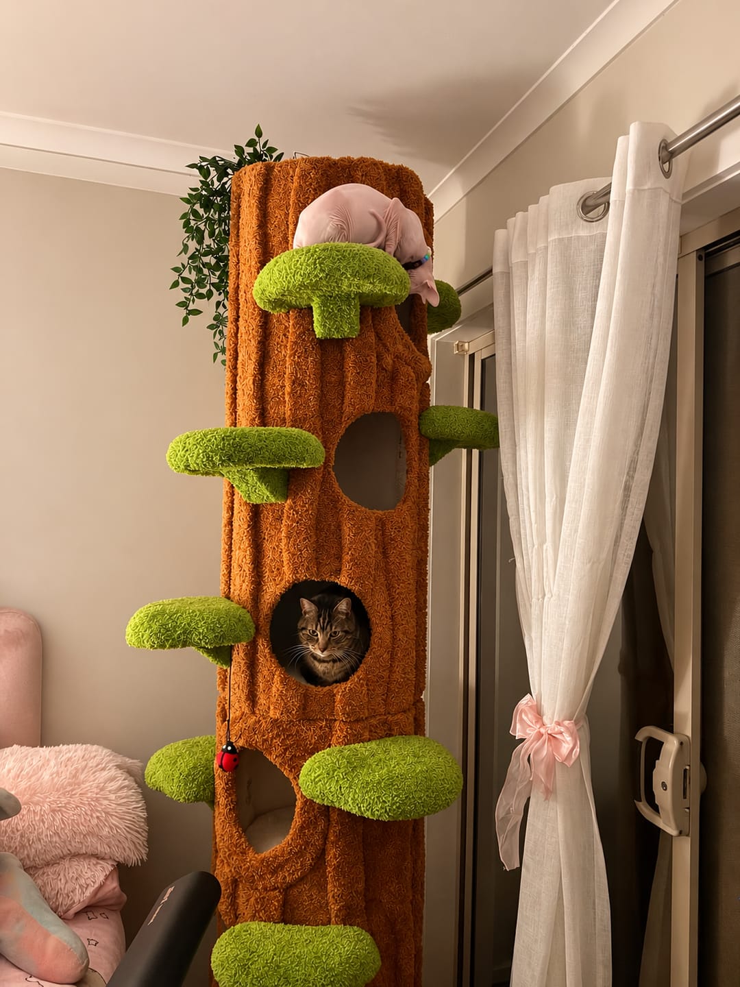 Customer photo review of Multi-Functional Tree Hollow Structure Cat Tree 230cm | Deluxe Multi-Cat Tower