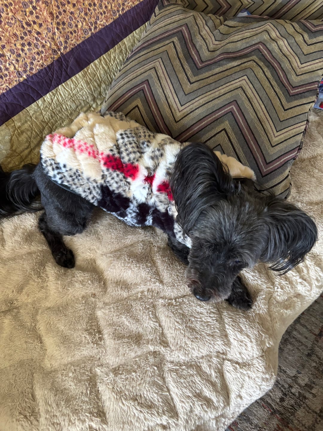 Customer photo review of Pet Vest - City Plaid/Cream