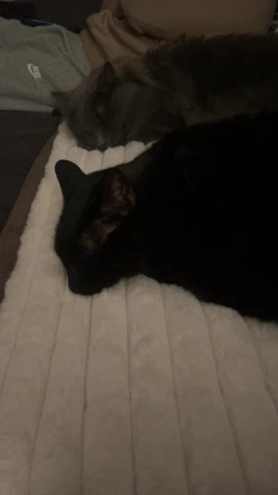 Customer photo review of Tapis chauffant auto-chauffant pour animaux de compagnie
