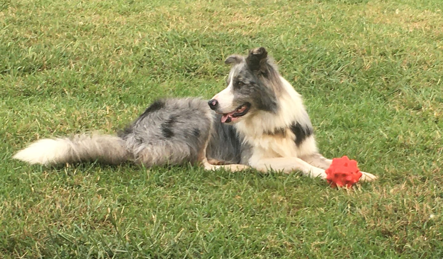 Customer photo review of Digestive K9 Powder
