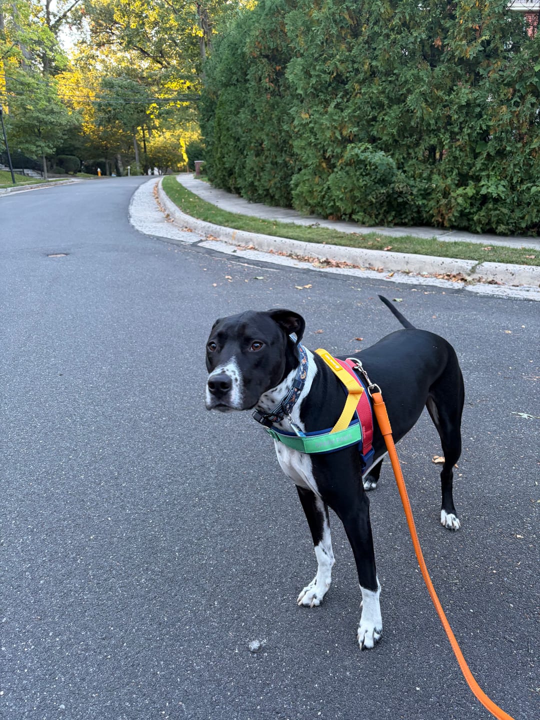 Customer photo review of Grab & Go Harness - Primary