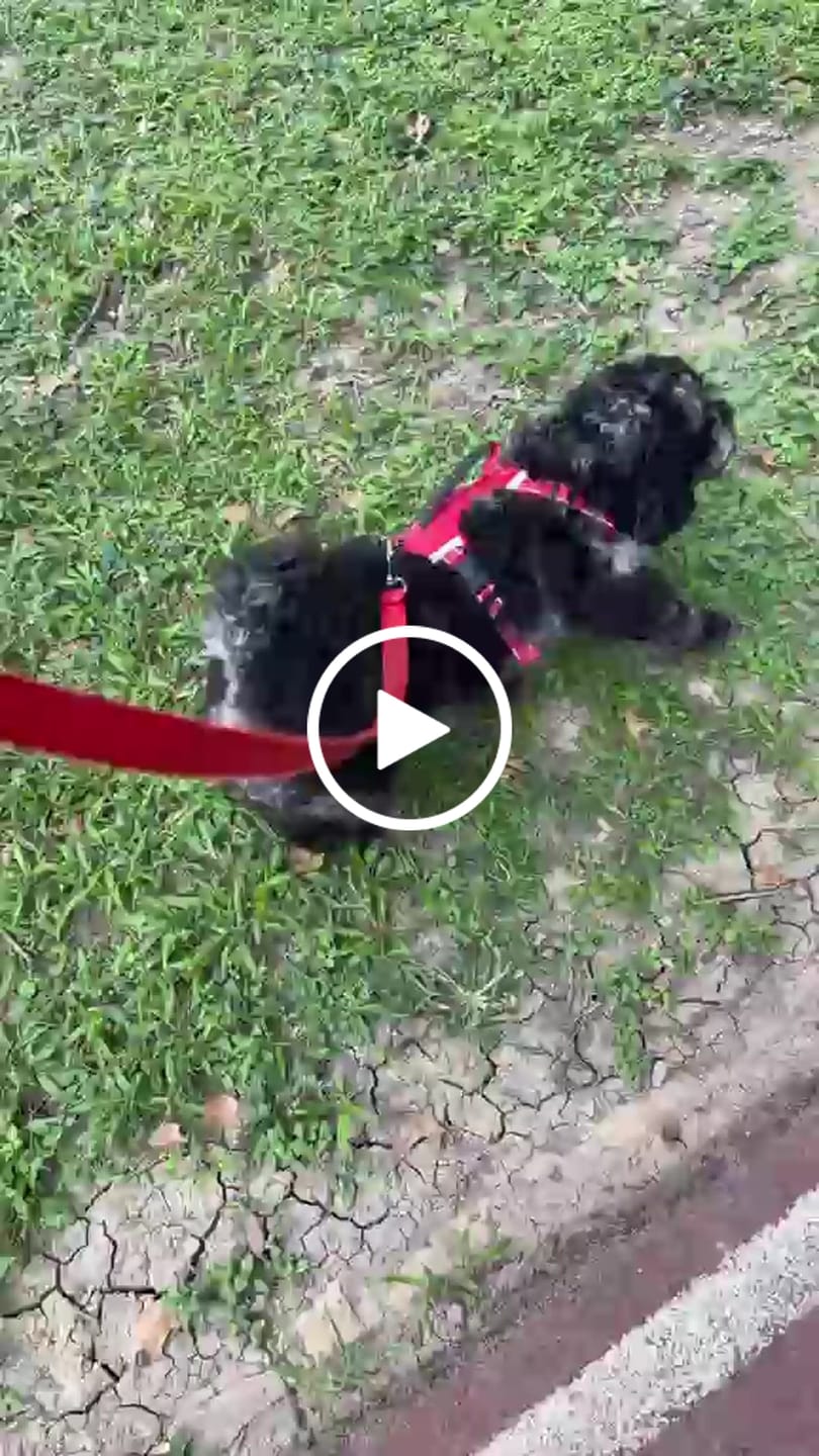Customer video review of AIR PUP DOG SHOES - SET OF 4