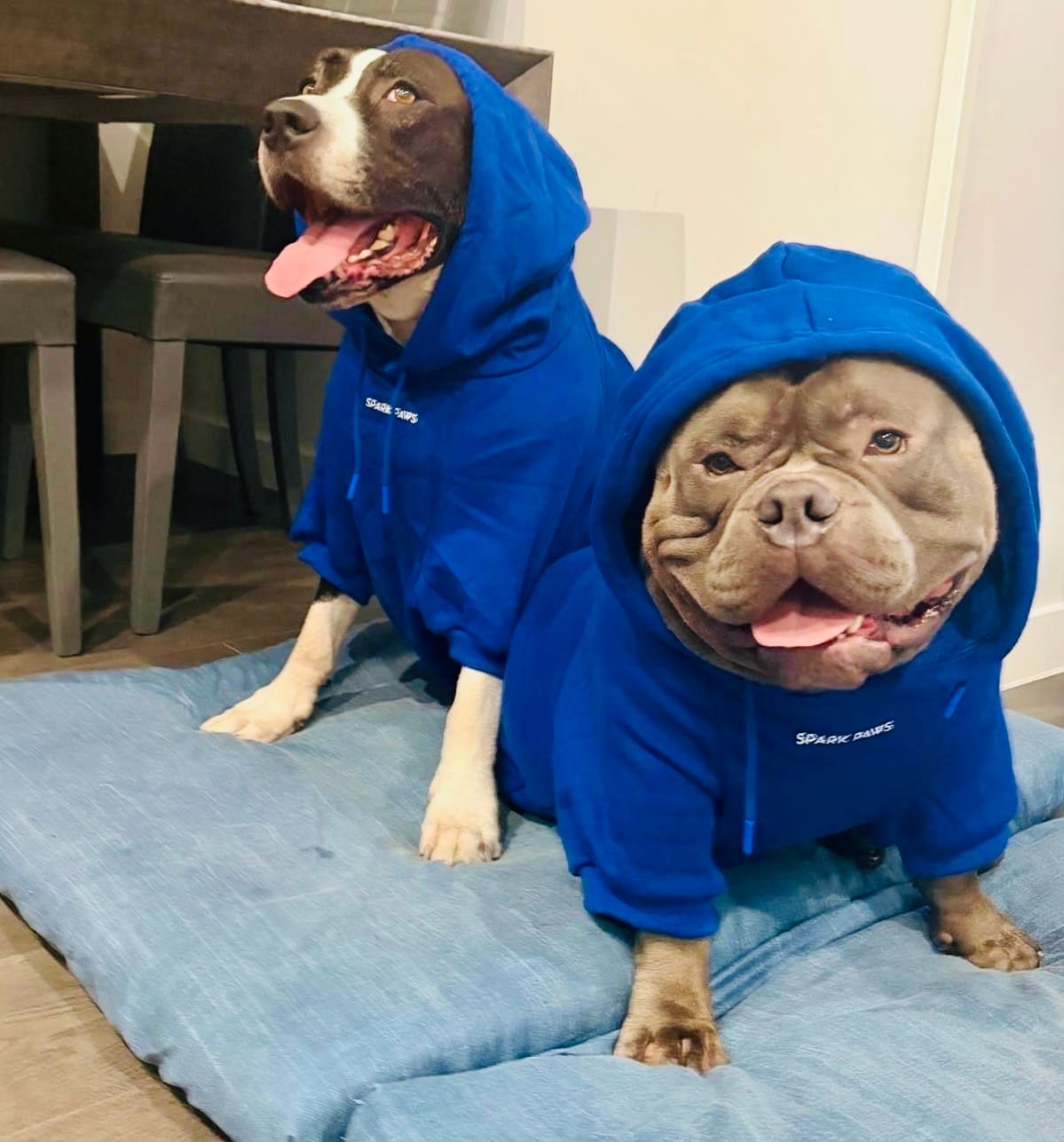 Customer photo review of Essential Dog Hoodie - Midnight Blue