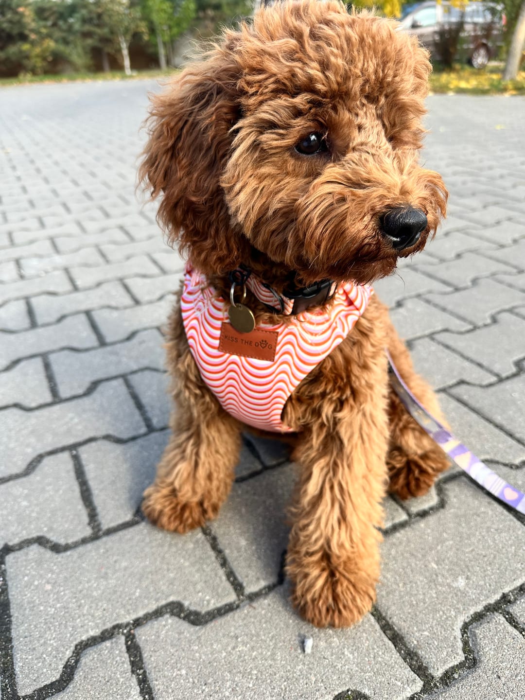 Customer photo review of Szelki bezuciskowe "Retro waves" - czarne okucia
