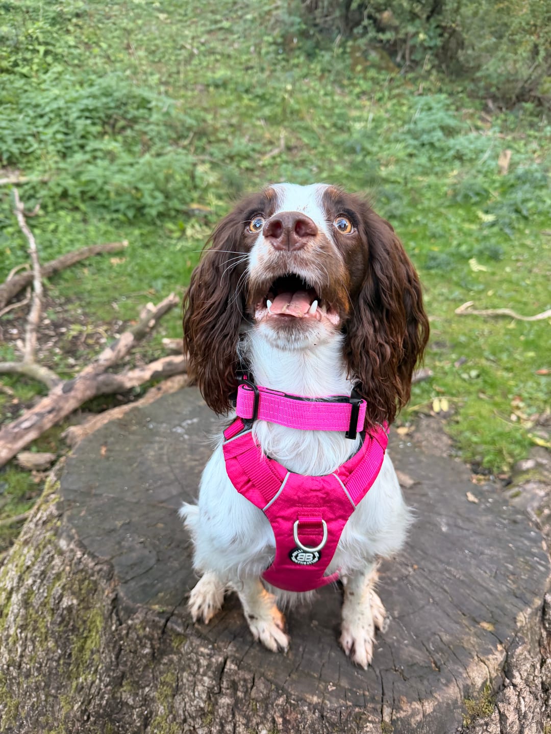 Customer photo review of 2.5cm Combat® Collar | With Handle & Secure Clip - Magenta