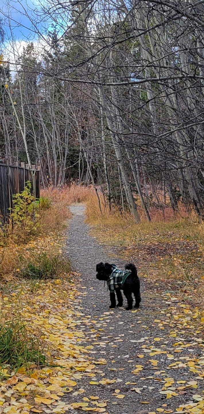 Customer photo review of Plaid Dog Hoodies