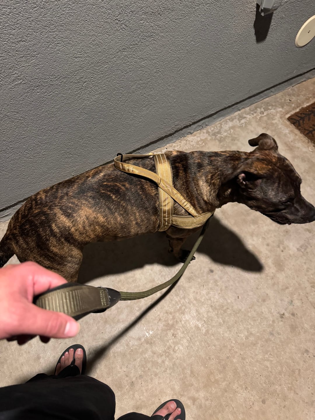 Customer photo review of NEW Team K9® Lightweight Personalized No Pull Dog Harness with a Quick-Release Metal Buckle, Reinforced Front & Back V-Rings, Hook & Loop Panels, Padded Adjustable Straps, Top Handle, & Reflective Stitching